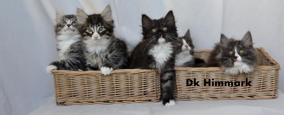 Norsk Skovkat Dk Himmark´s Honnie billede 15
