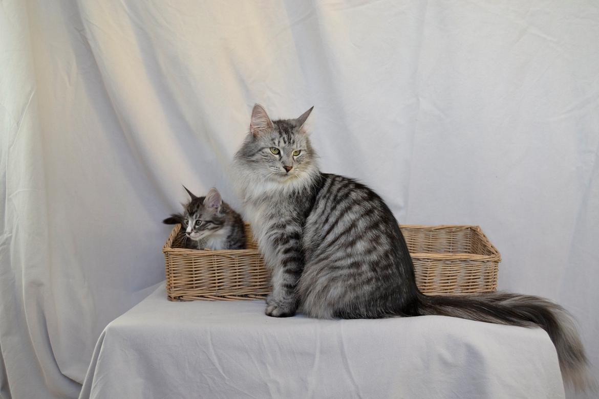 Norsk Skovkat Dk Himmark´s Honnie billede 16