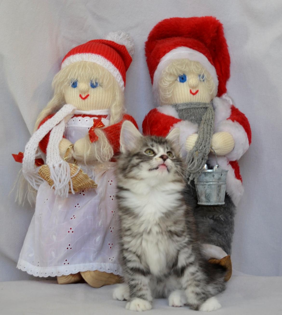 Norsk Skovkat Dk Himmark´s Honnie billede 17