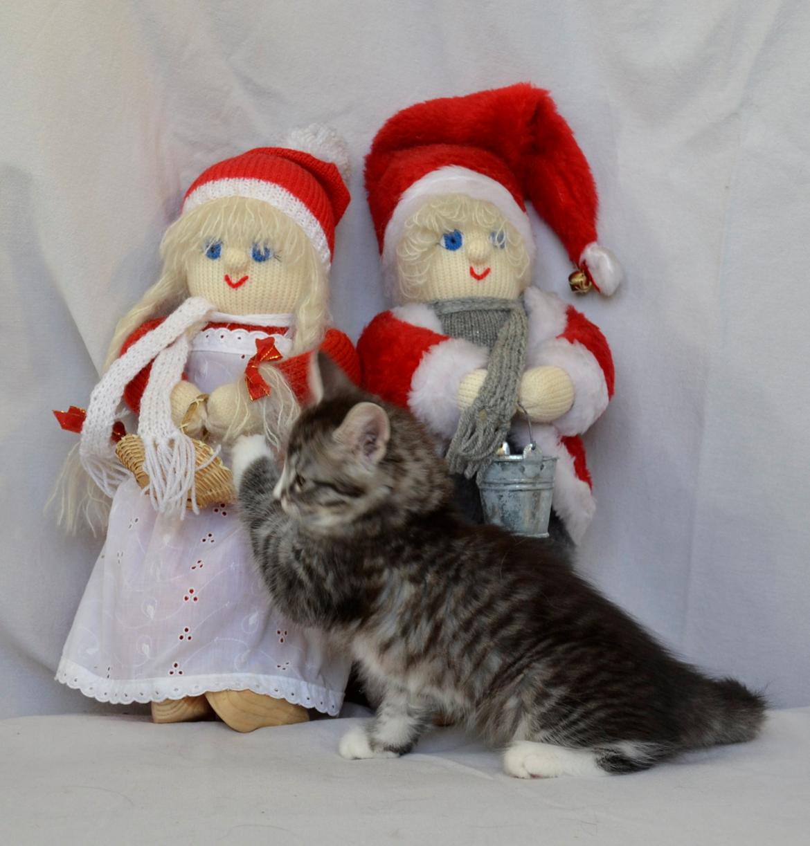 Norsk Skovkat Dk Himmark´s Honnie billede 18