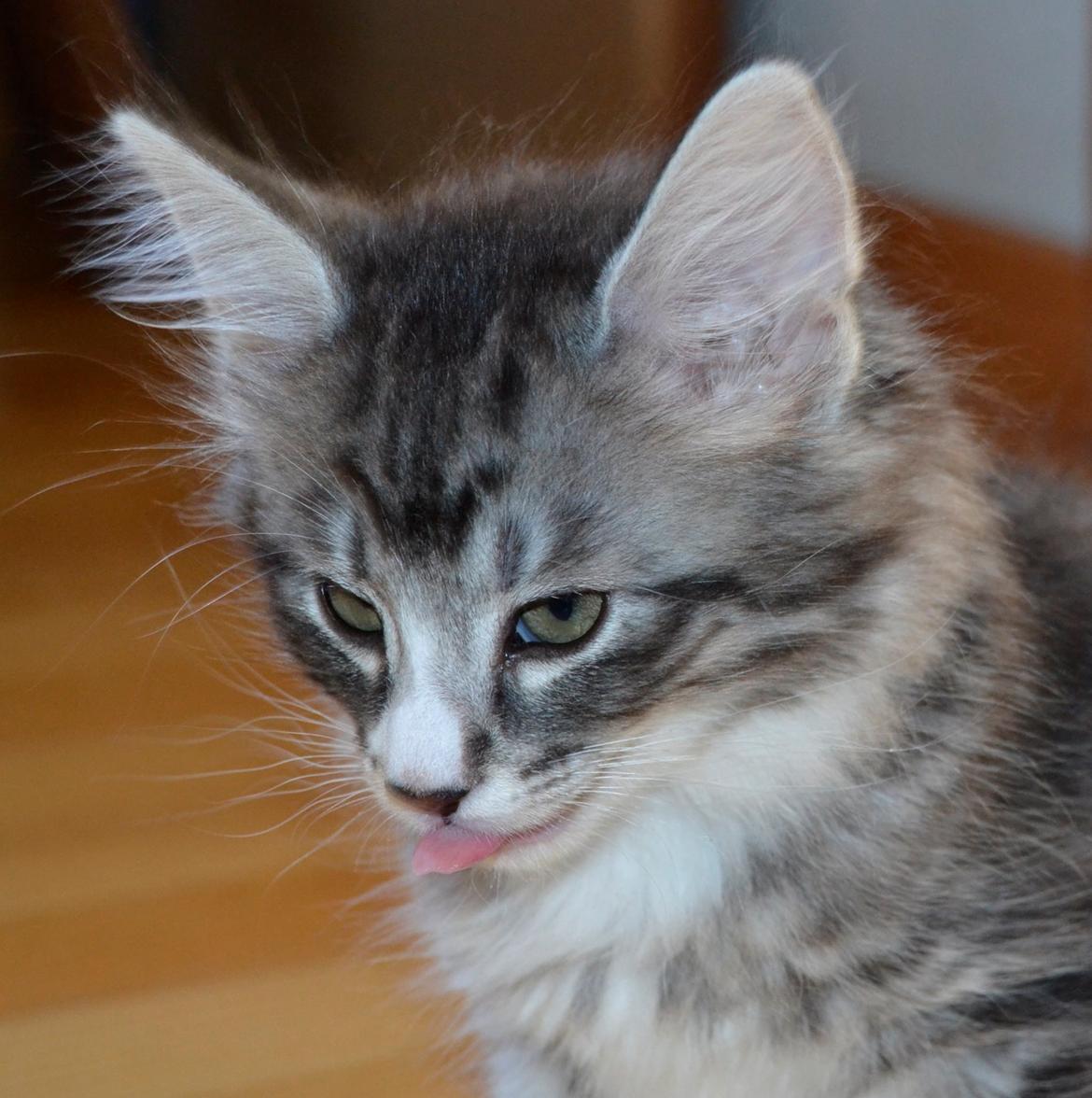 Norsk Skovkat Dk Himmark´s Honnie billede 19