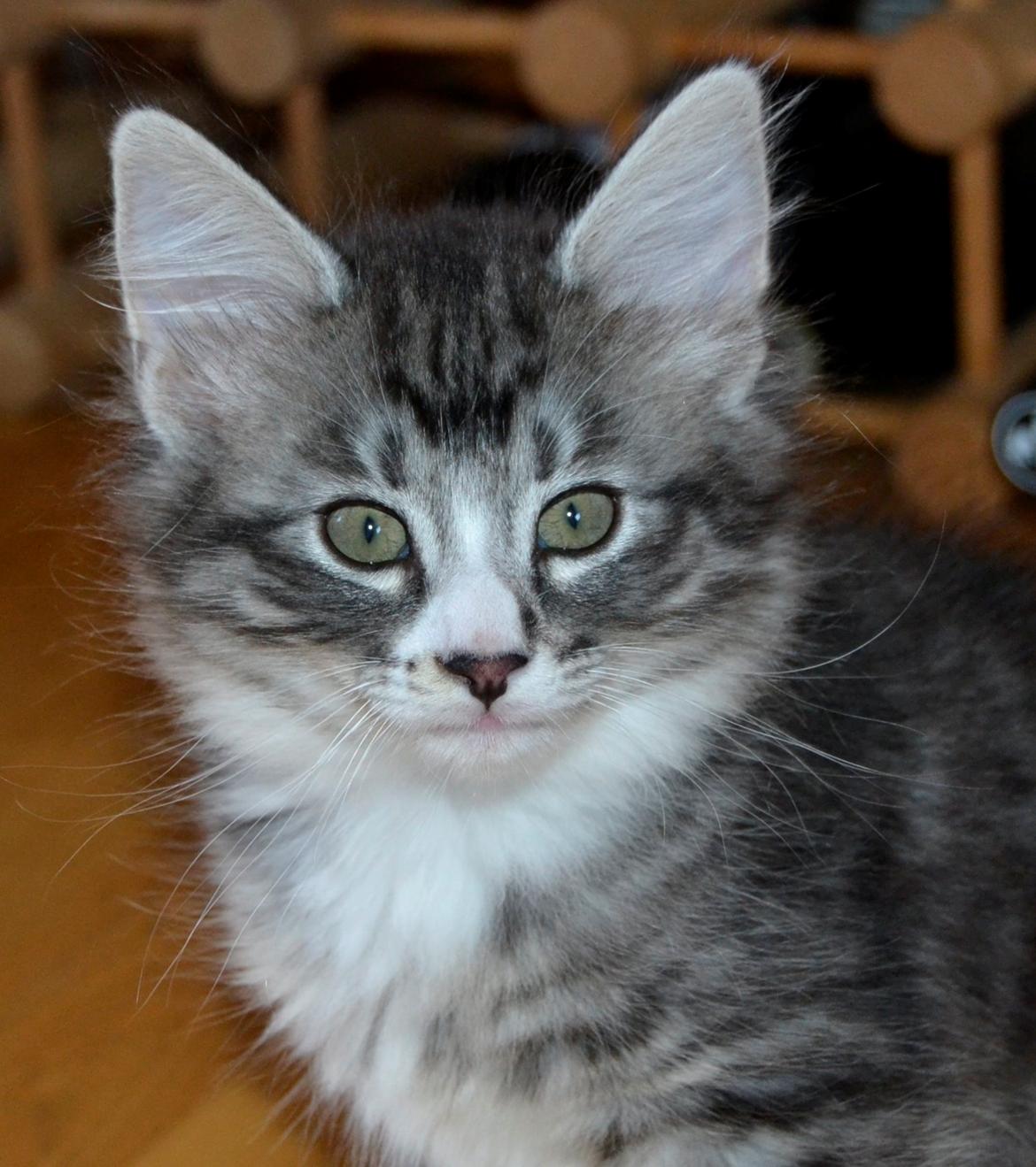 Norsk Skovkat Dk Himmark´s Honnie billede 20