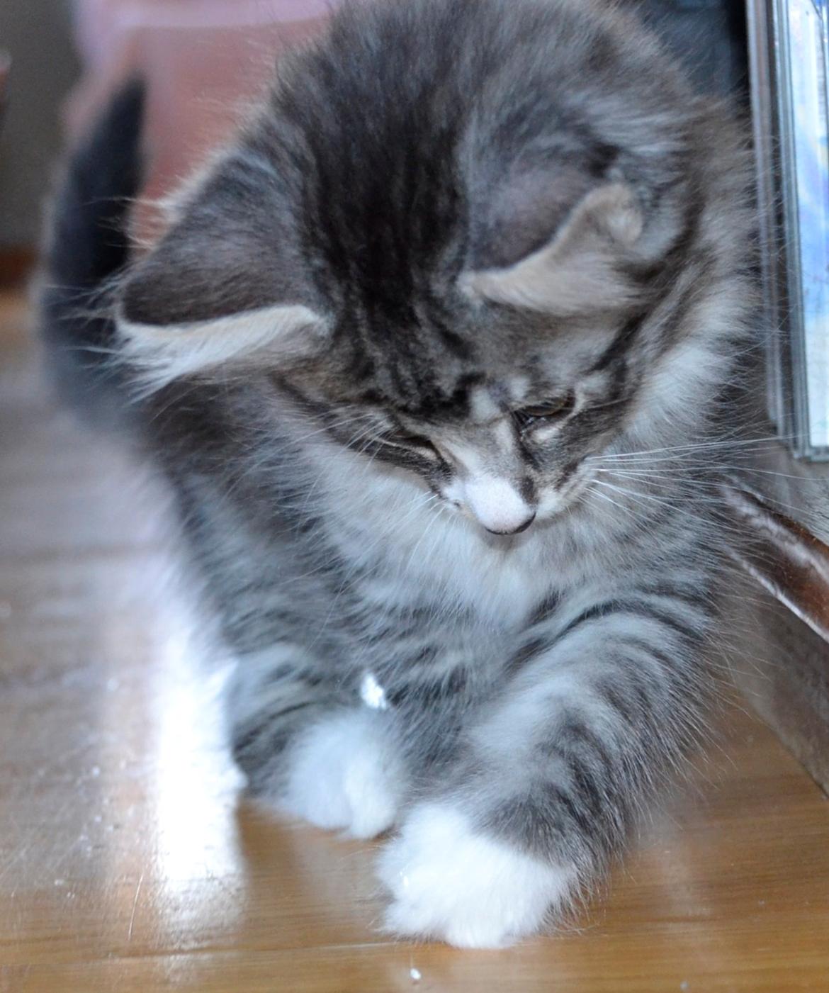 Norsk Skovkat Dk Himmark´s Honnie billede 21