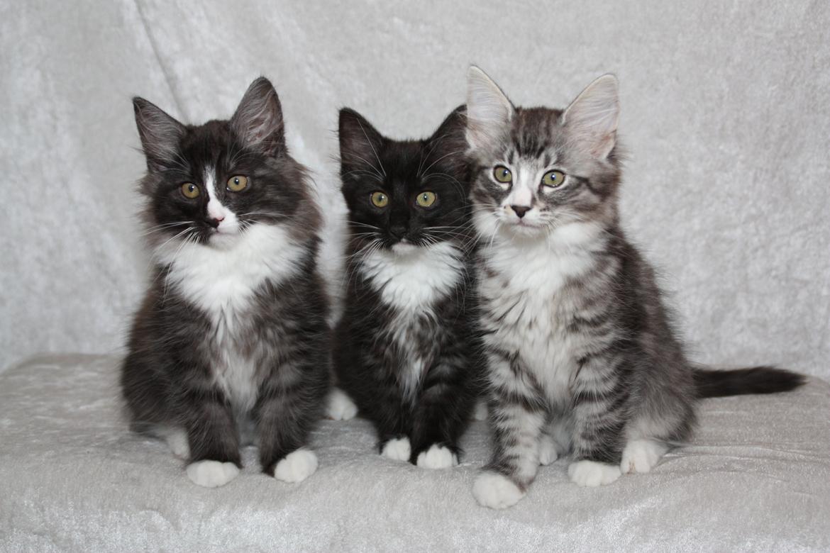 Norsk Skovkat Dk Himmark´s Honnie billede 22