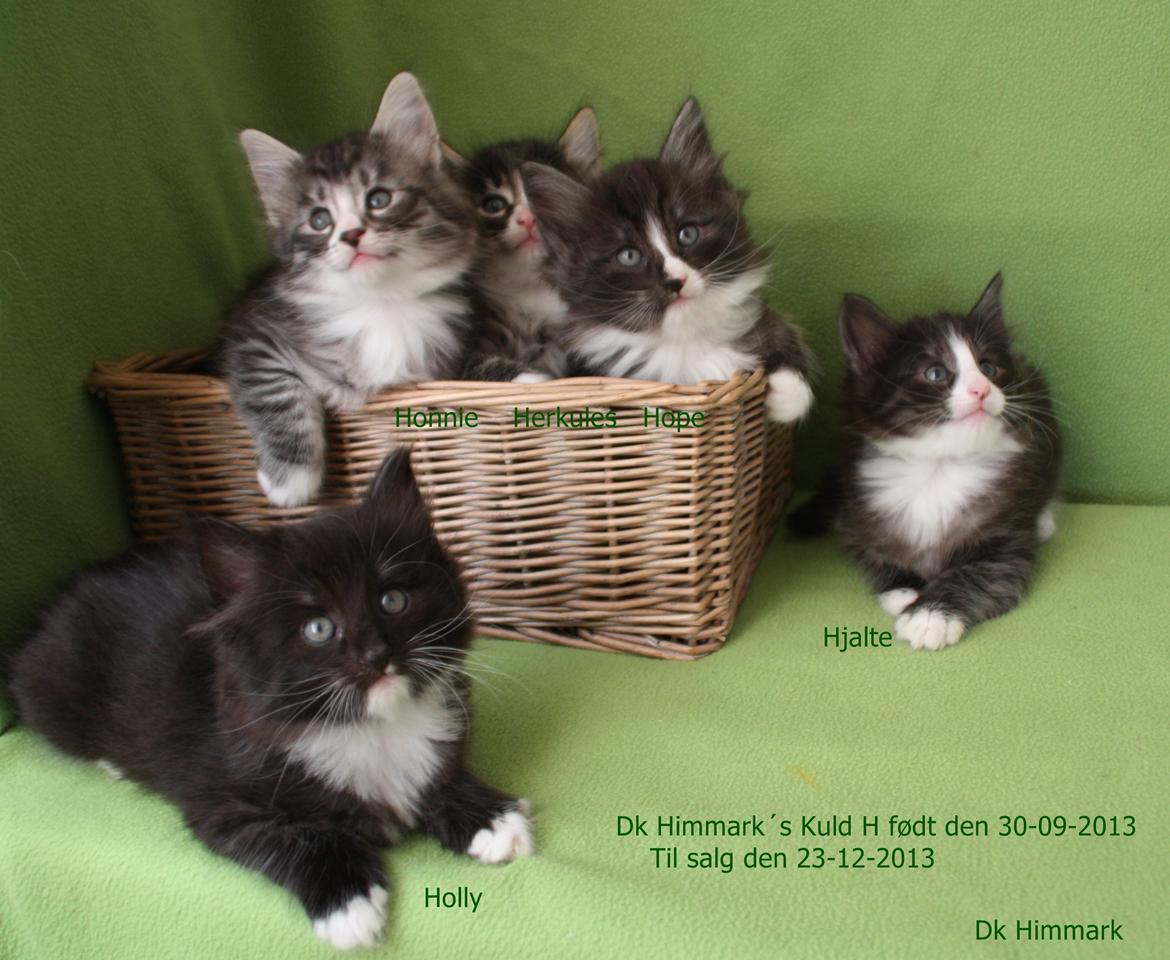 Norsk Skovkat Dk Himmark´s Honnie billede 23