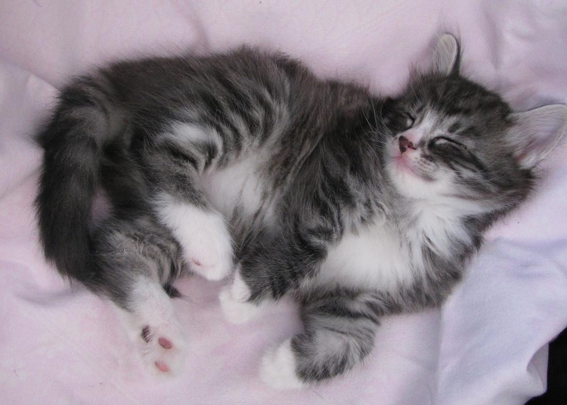 Norsk Skovkat Dk Himmark´s Honnie billede 24