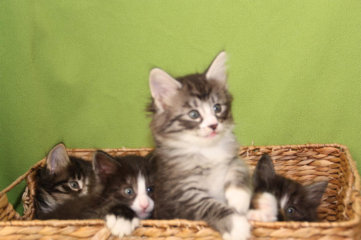 Norsk Skovkat Dk Himmark´s Honnie billede 25