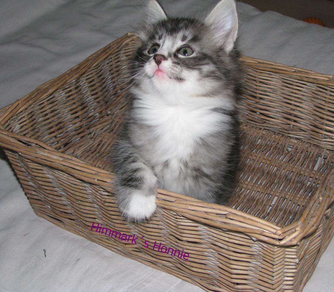 Norsk Skovkat Dk Himmark´s Honnie billede 27