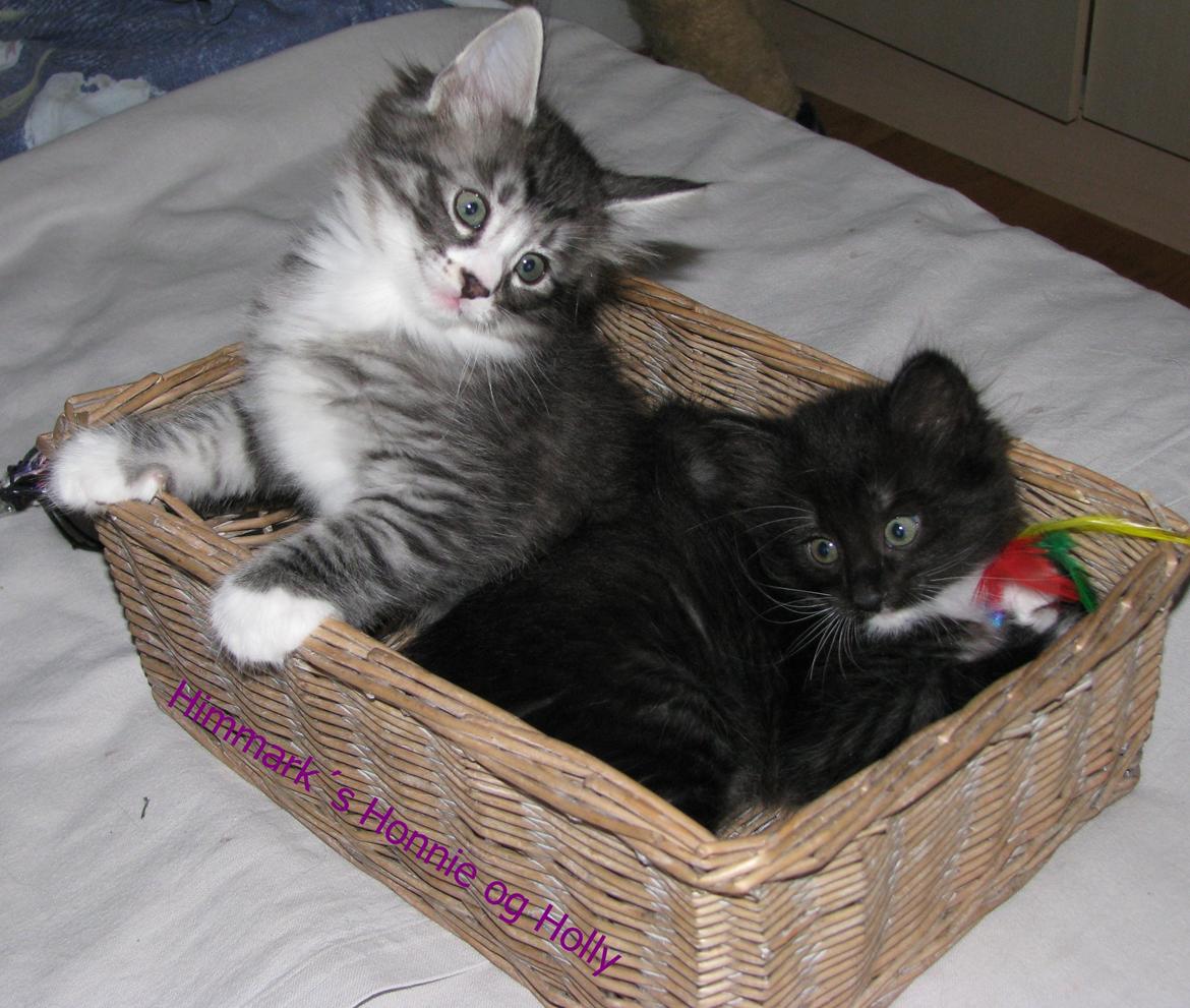 Norsk Skovkat Dk Himmark´s Honnie billede 28