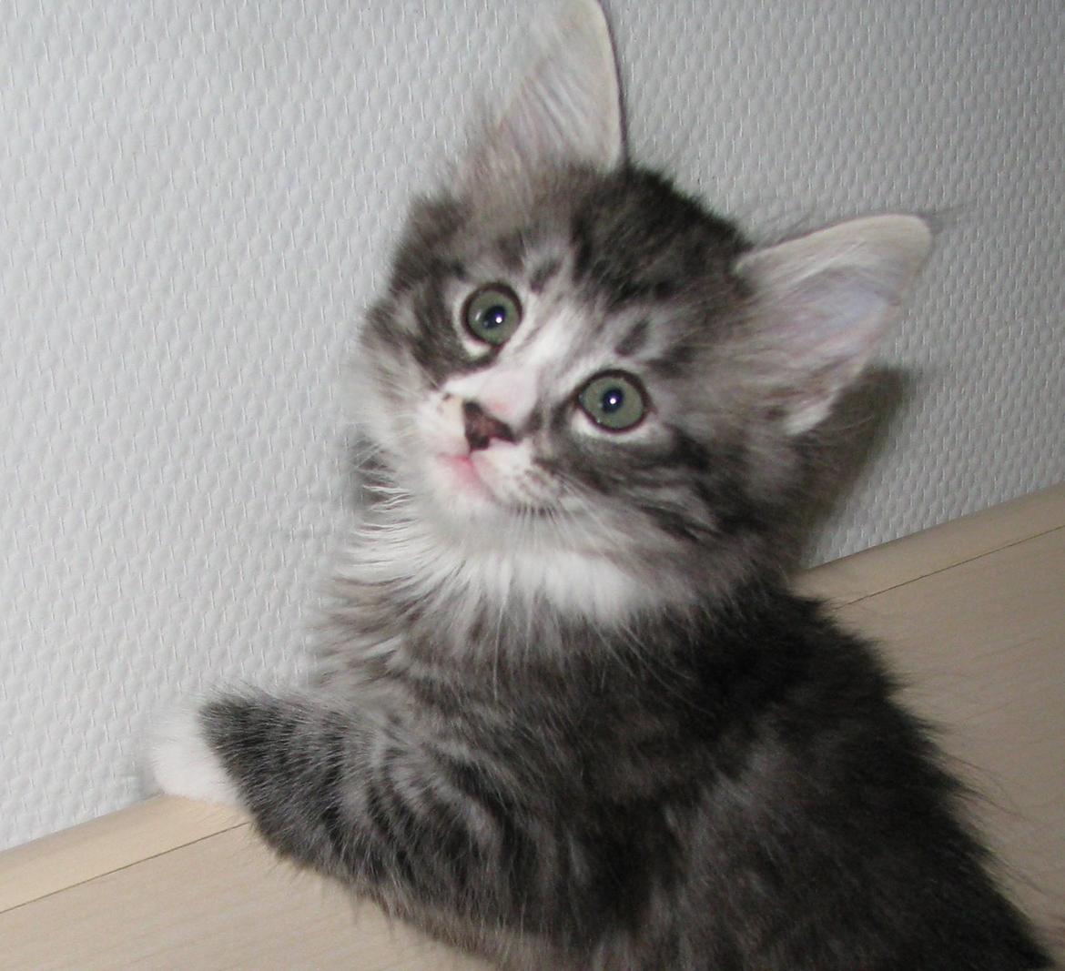 Norsk Skovkat Dk Himmark´s Honnie billede 29