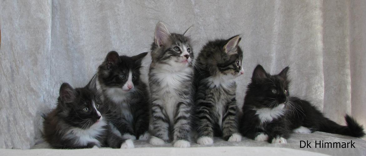 Norsk Skovkat Dk Himmark´s Honnie billede 30