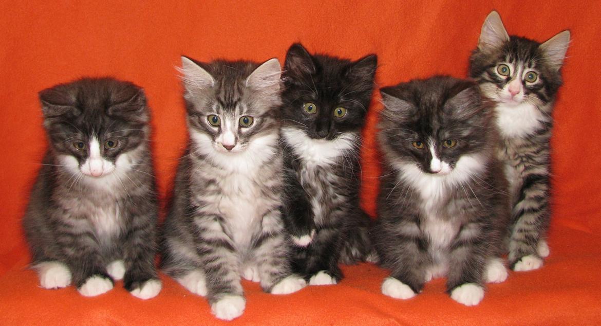 Norsk Skovkat Dk Himmark´s Honnie billede 31