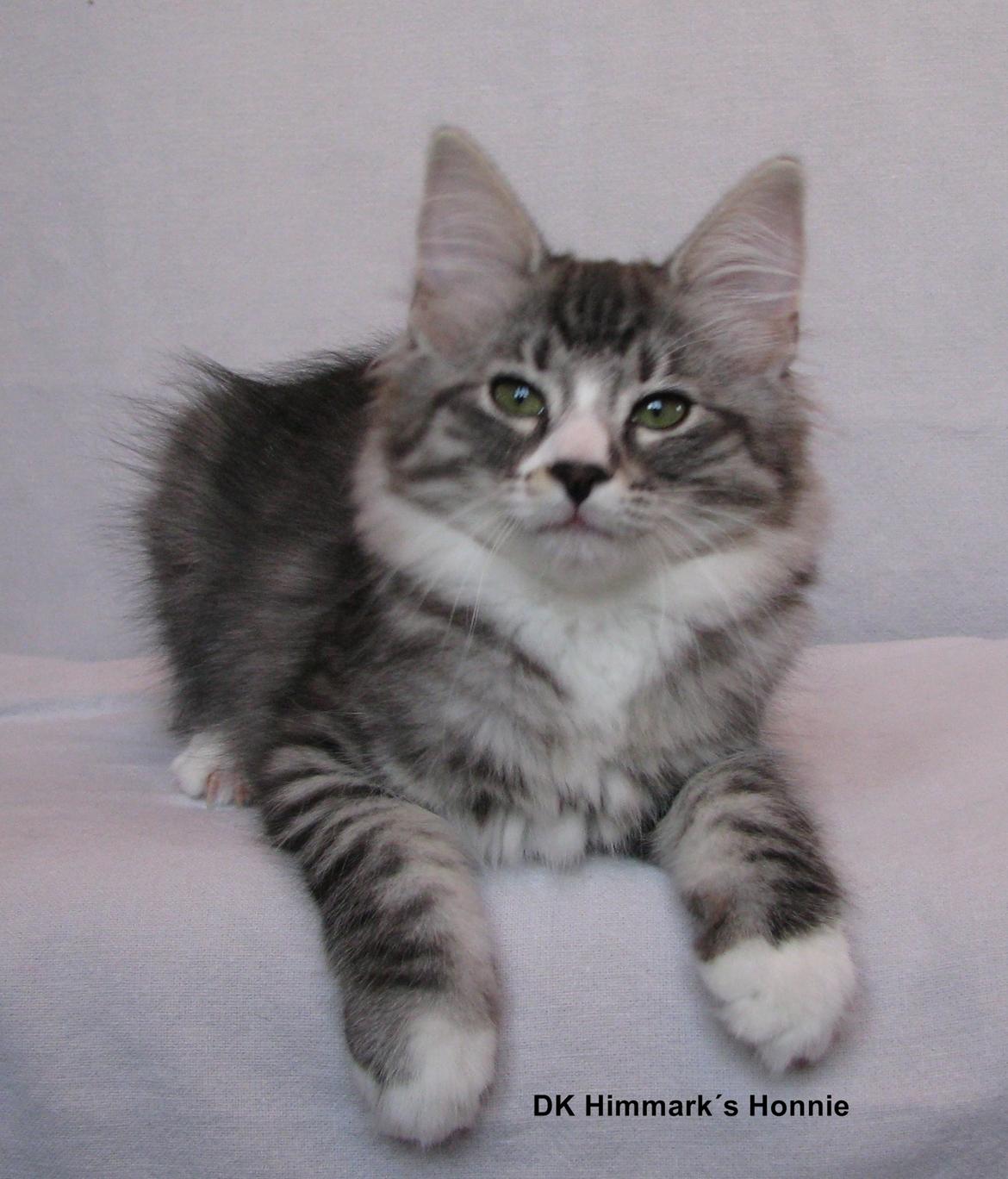 Norsk Skovkat Dk Himmark´s Honnie billede 32