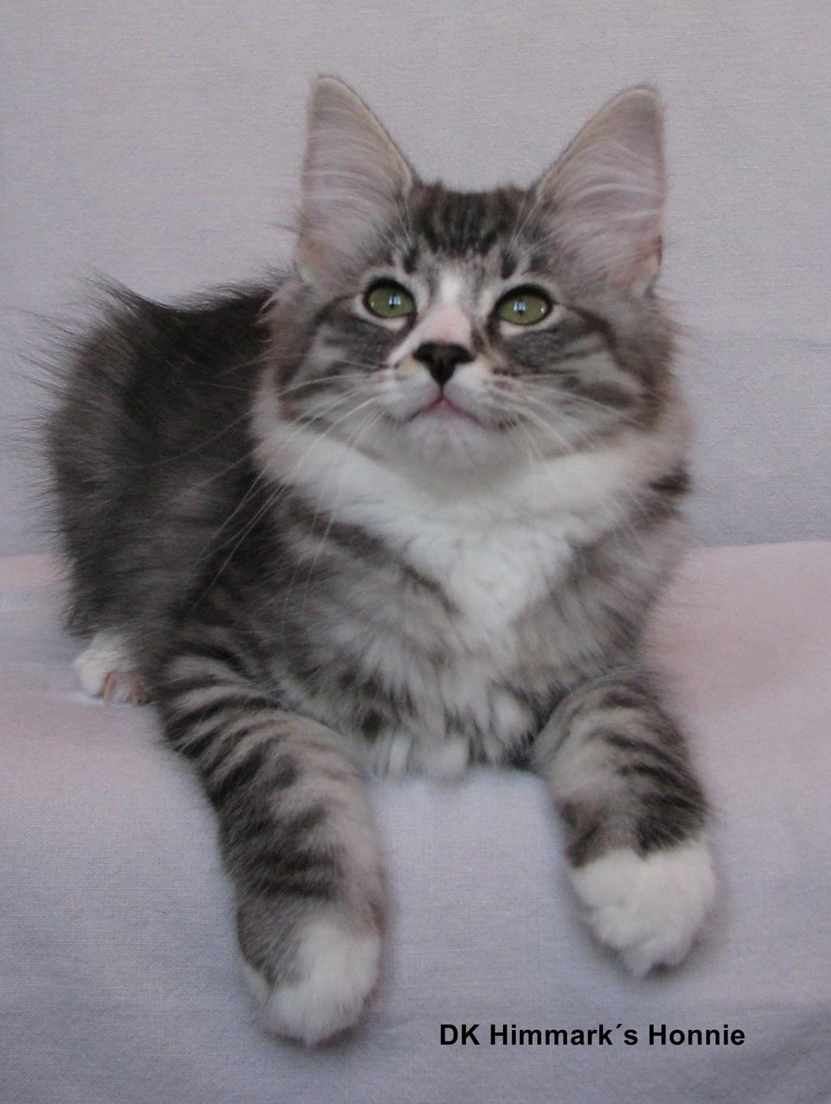 Norsk Skovkat Dk Himmark´s Honnie billede 33