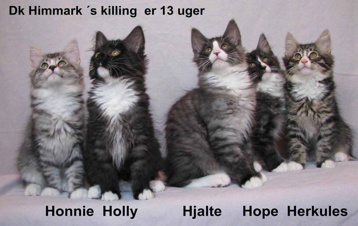 Norsk Skovkat Dk Himmark´s Honnie billede 34