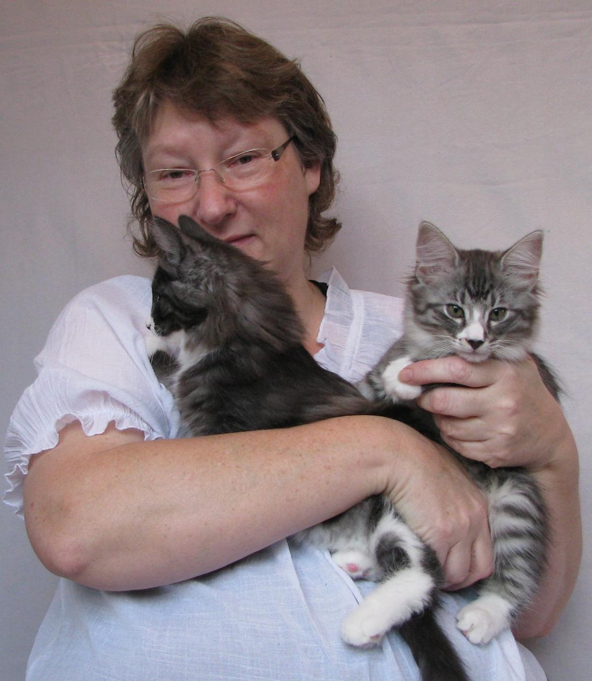 Norsk Skovkat Dk Himmark´s Honnie billede 35