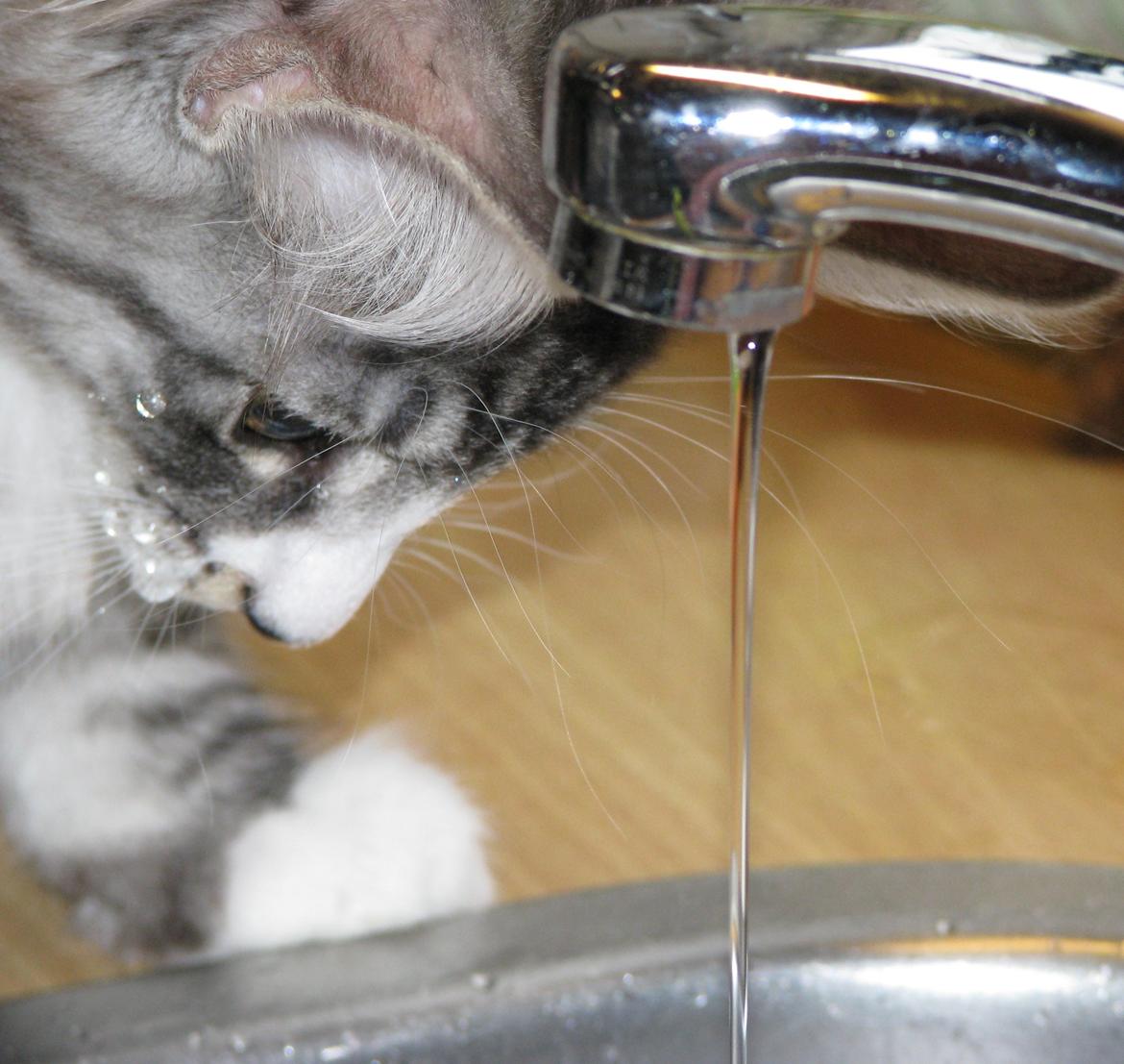 Norsk Skovkat Dk Himmark´s Honnie billede 36