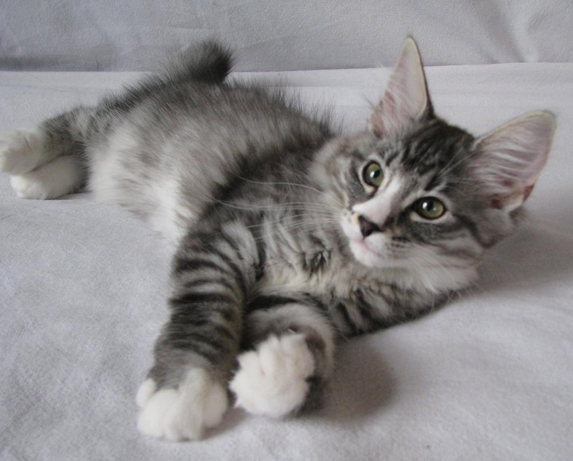 Norsk Skovkat Dk Himmark´s Honnie billede 37