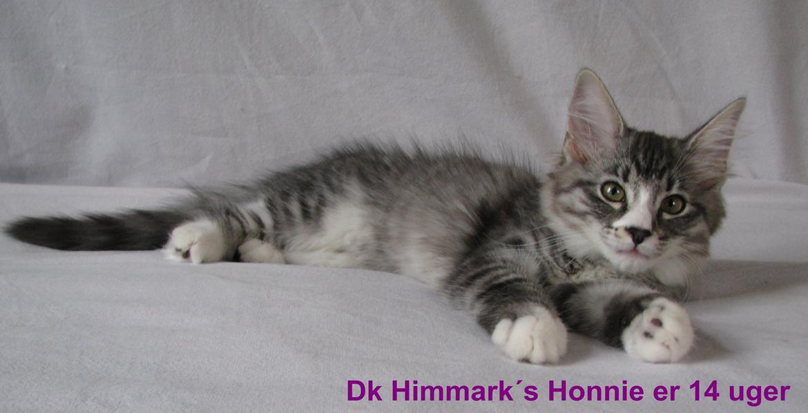 Norsk Skovkat Dk Himmark´s Honnie billede 38