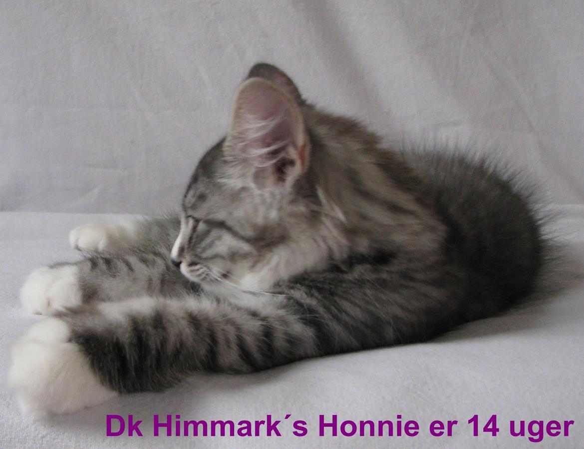 Norsk Skovkat Dk Himmark´s Honnie billede 39