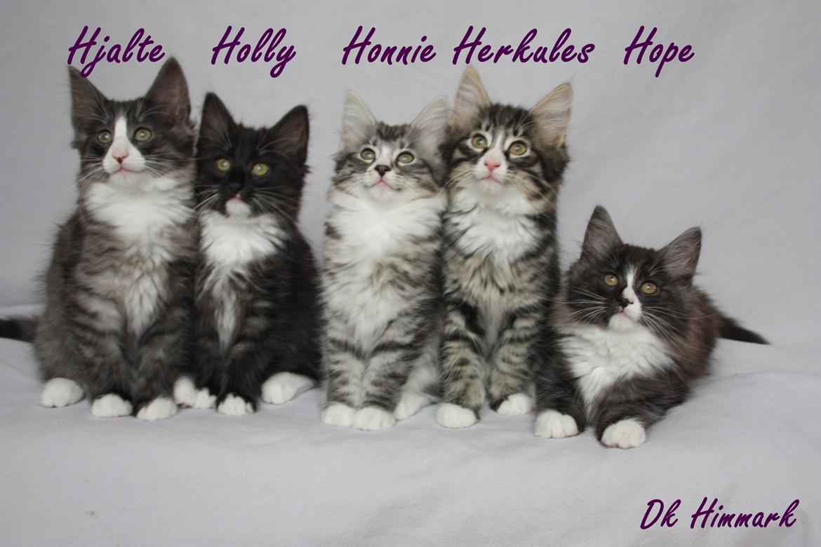 Norsk Skovkat Dk Himmark´s Honnie billede 40