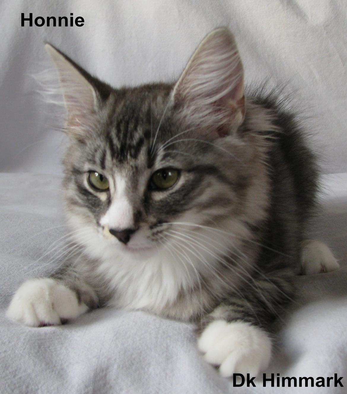 Norsk Skovkat Dk Himmark´s Honnie billede 41