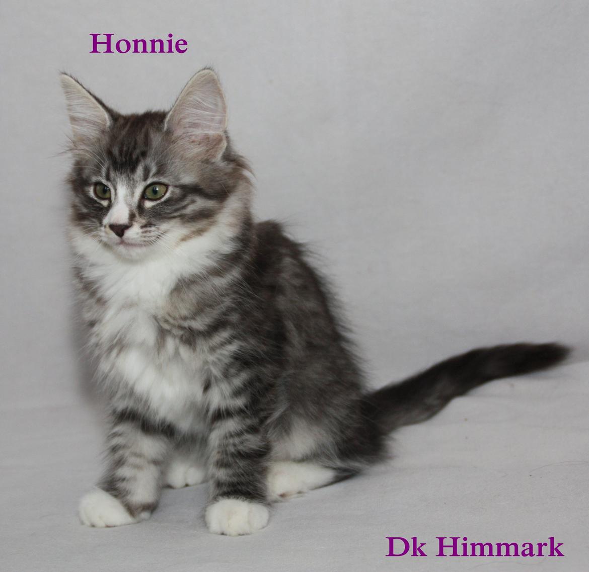 Norsk Skovkat Dk Himmark´s Honnie billede 42