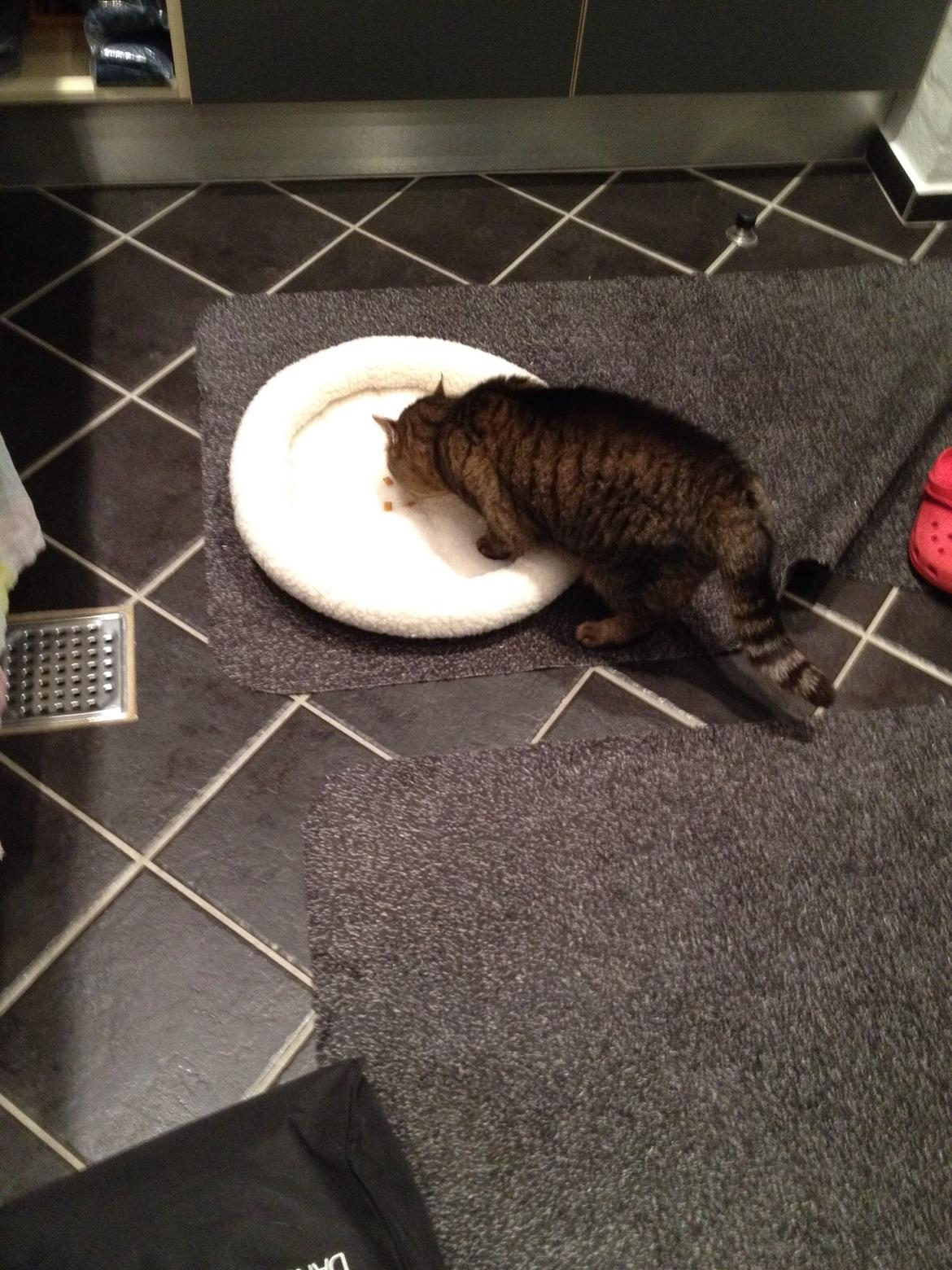 Huskat Filline billede 1