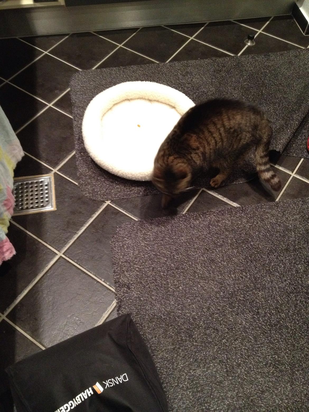 Huskat Filline billede 2