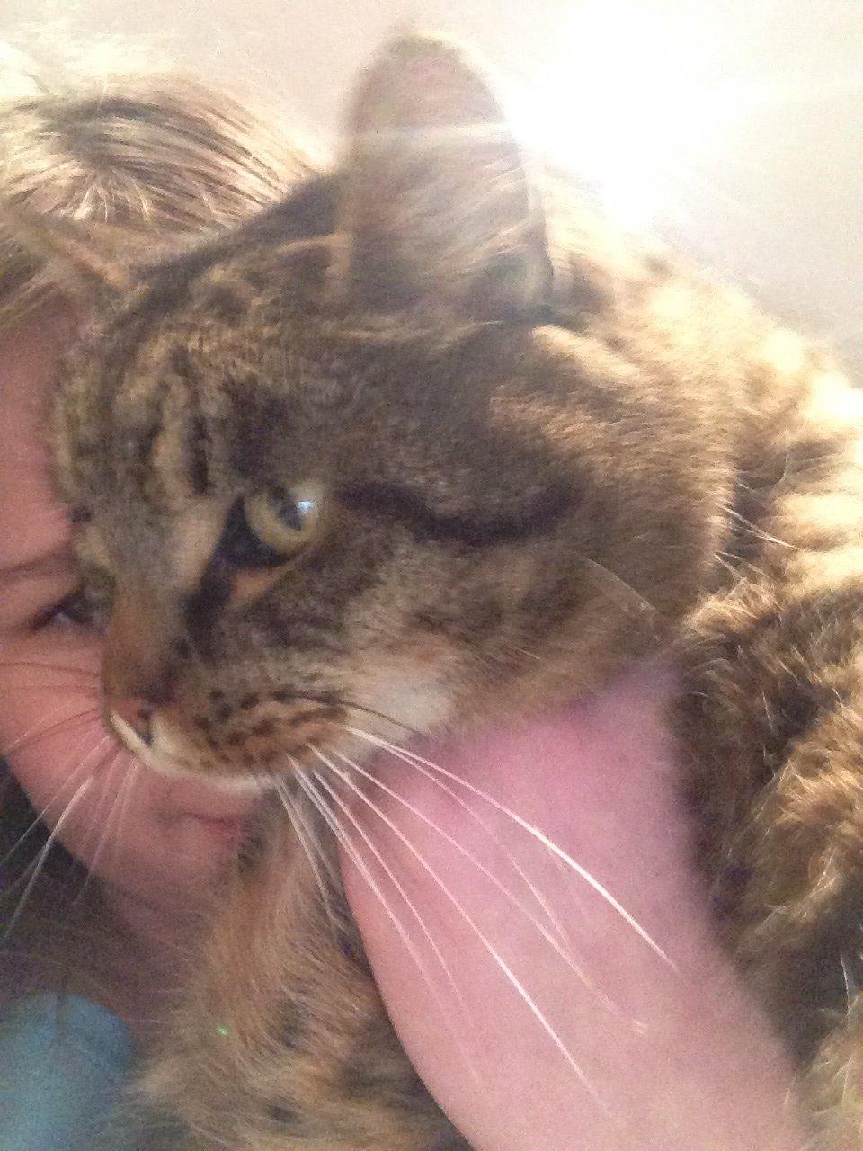 Huskat Filline billede 5