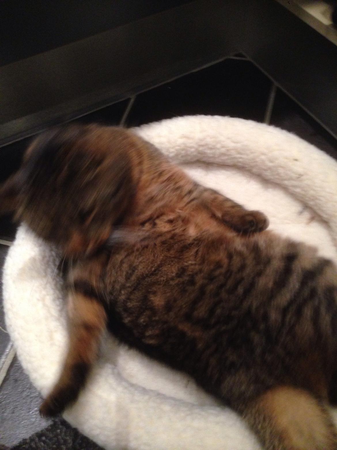 Huskat Filline billede 6