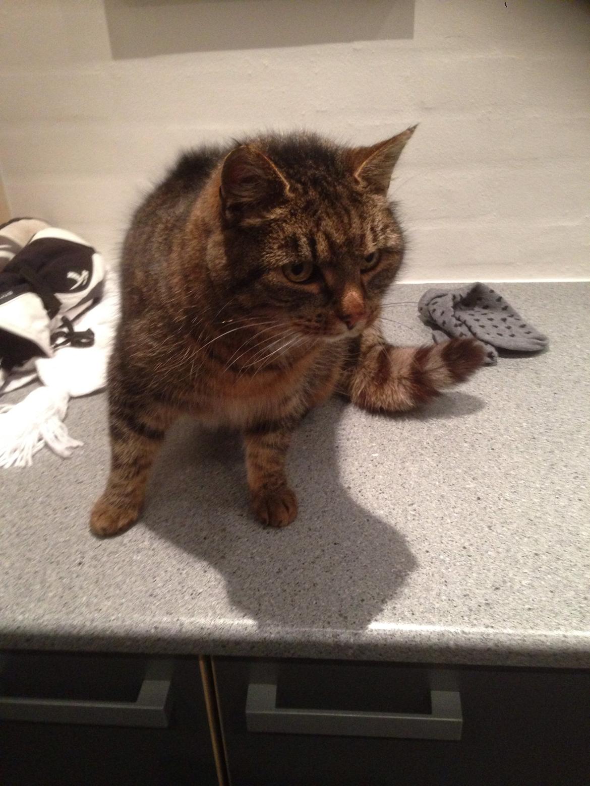 Huskat Filline billede 7