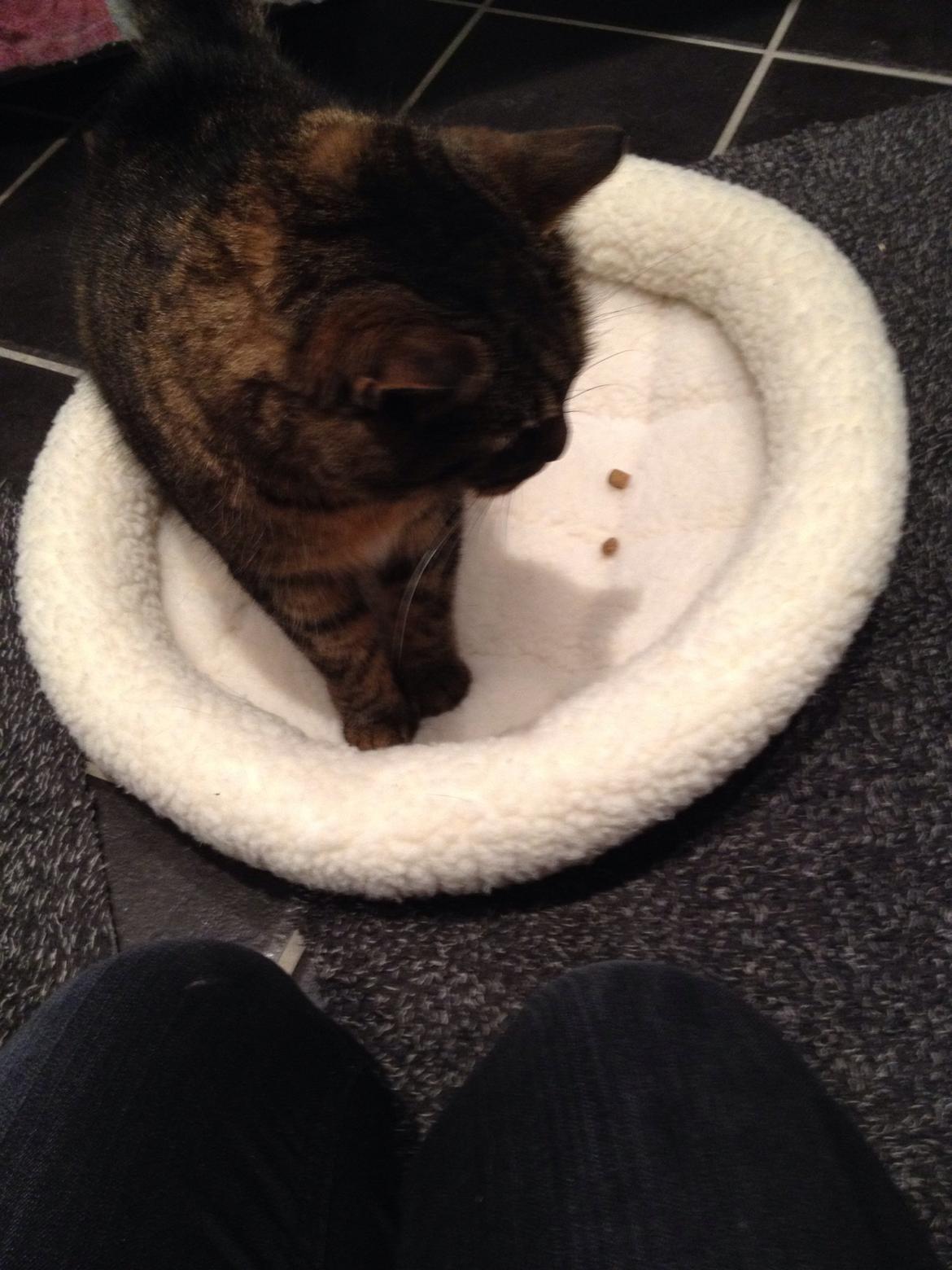 Huskat Filline billede 8