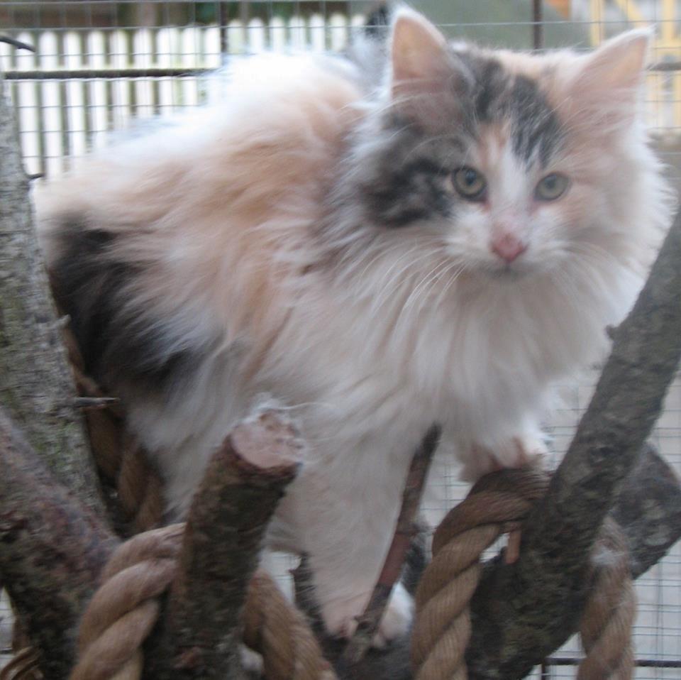 Norsk Skovkat A-team of Loving´s Artemis billede 2