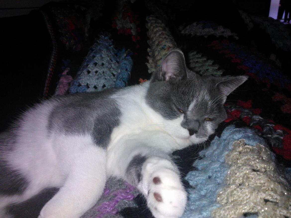 British Shorthair DK Mavika's Mælkebøtte (aka Aya) billede 14