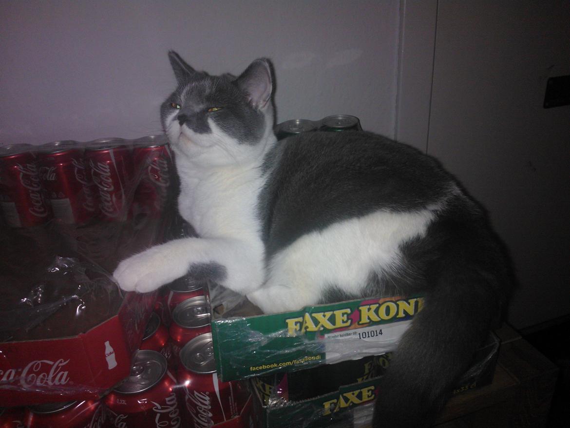 British Shorthair DK Mavika's Mælkebøtte (aka Aya) - Bare rolig, jeg skal nok passe på sodavandene! billede 15