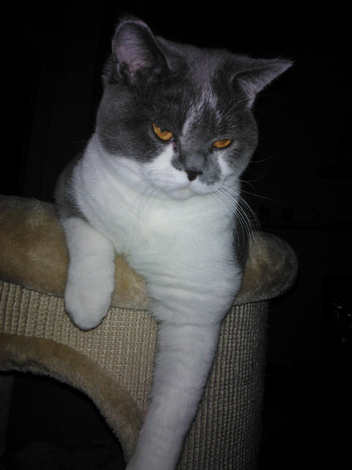 British Shorthair DK Mavika's Mælkebøtte (aka Aya) billede 16