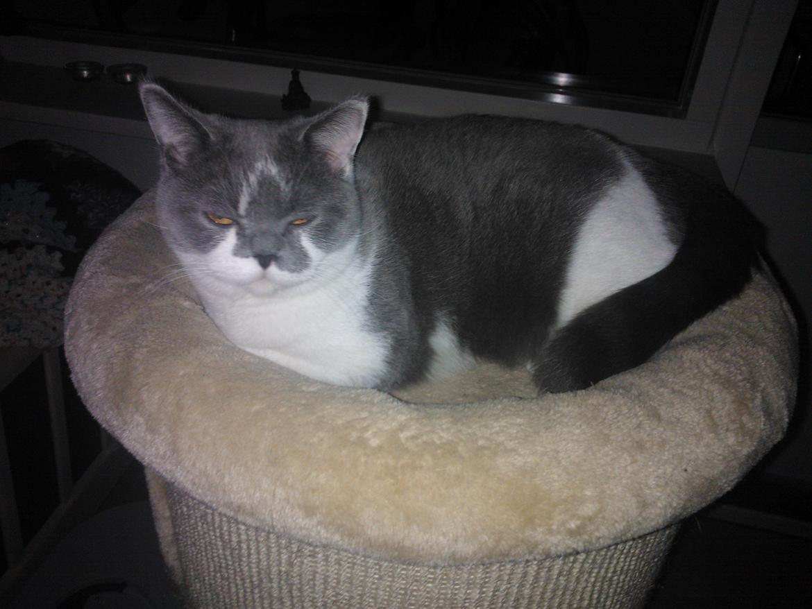 British Shorthair DK Mavika's Mælkebøtte (aka Aya) - Nytårsaften 13/14 billede 17