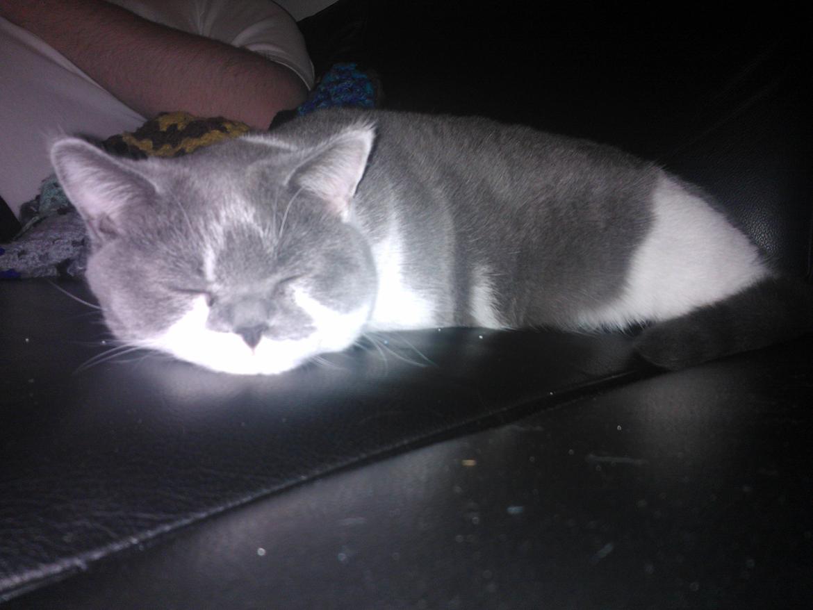 British Shorthair DK Mavika's Mælkebøtte (aka Aya) billede 18