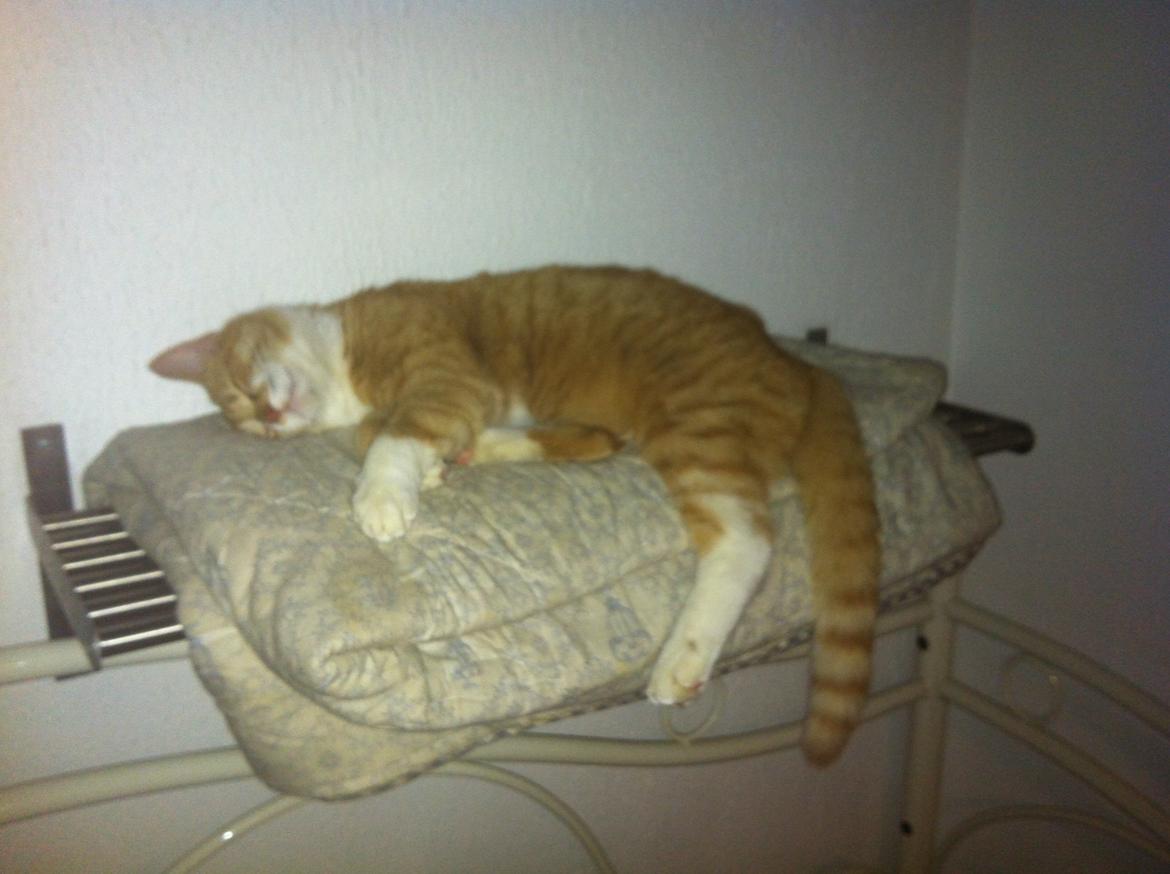 Blanding af racer Baloo - Baloo's seng:3
 billede 11