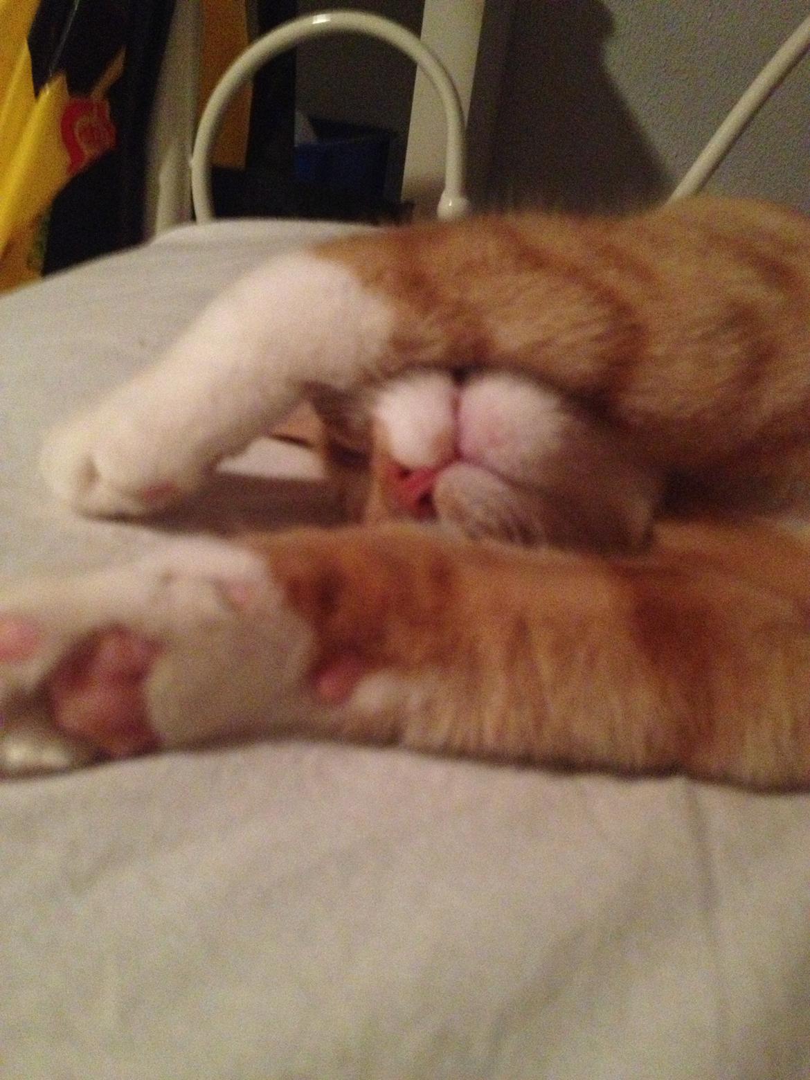 Blanding af racer Baloo billede 12