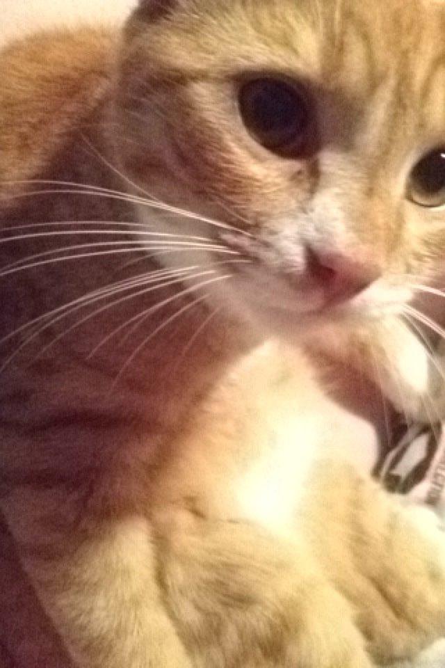 Blanding af racer Baloo billede 13