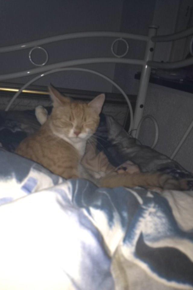 Blanding af racer Baloo - Kom til at tage et billede med blitz :o 
-Læg mærke til benet:3
 billede 14