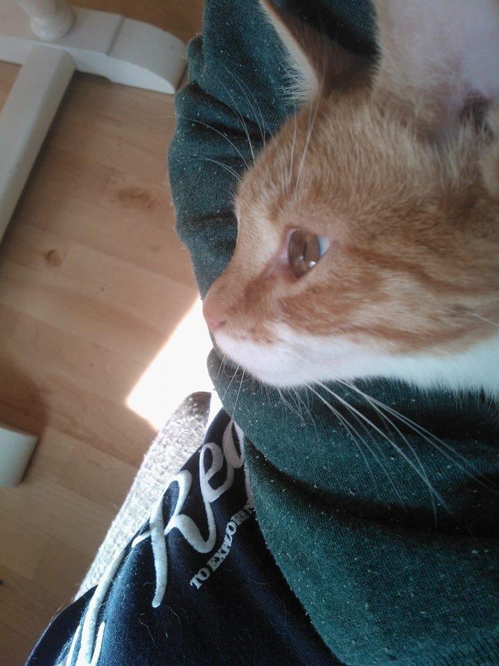 Blanding af racer Baloo billede 15