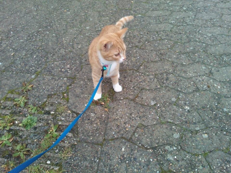 Blanding af racer Baloo billede 16