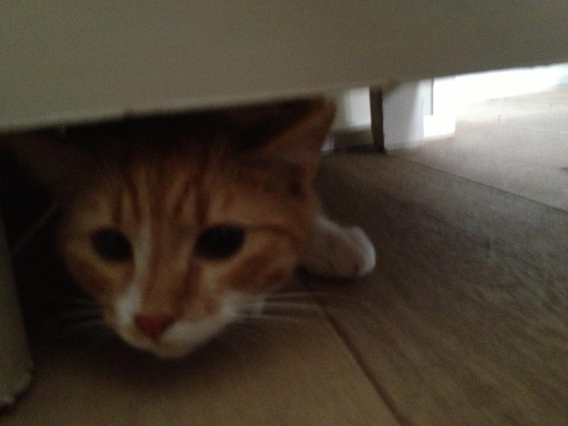 Blanding af racer Baloo billede 17