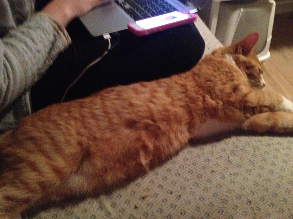 Blanding af racer Baloo - En feeee' missekat. billede 18