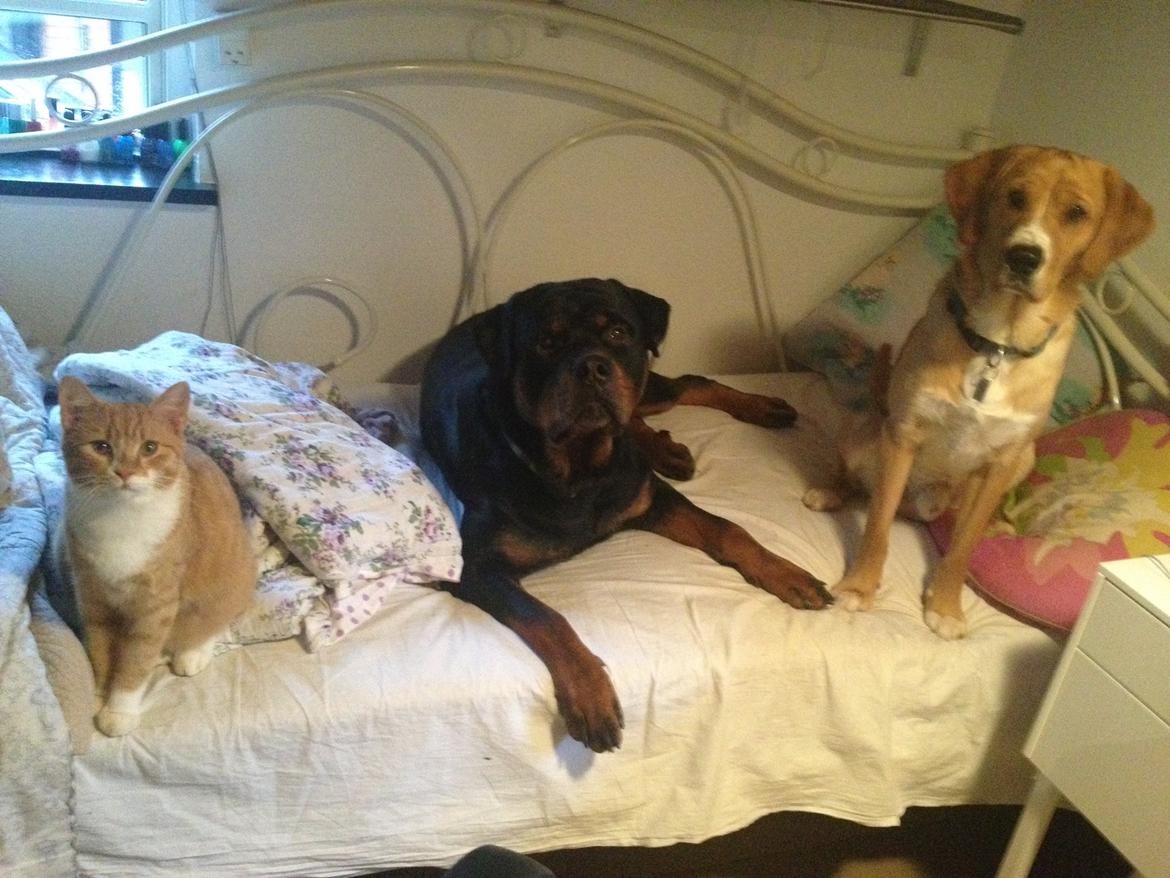 Blanding af racer Baloo billede 19