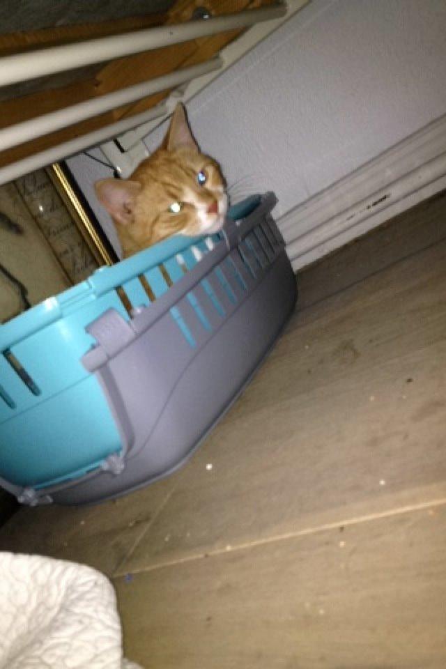 Blanding af racer Baloo billede 21