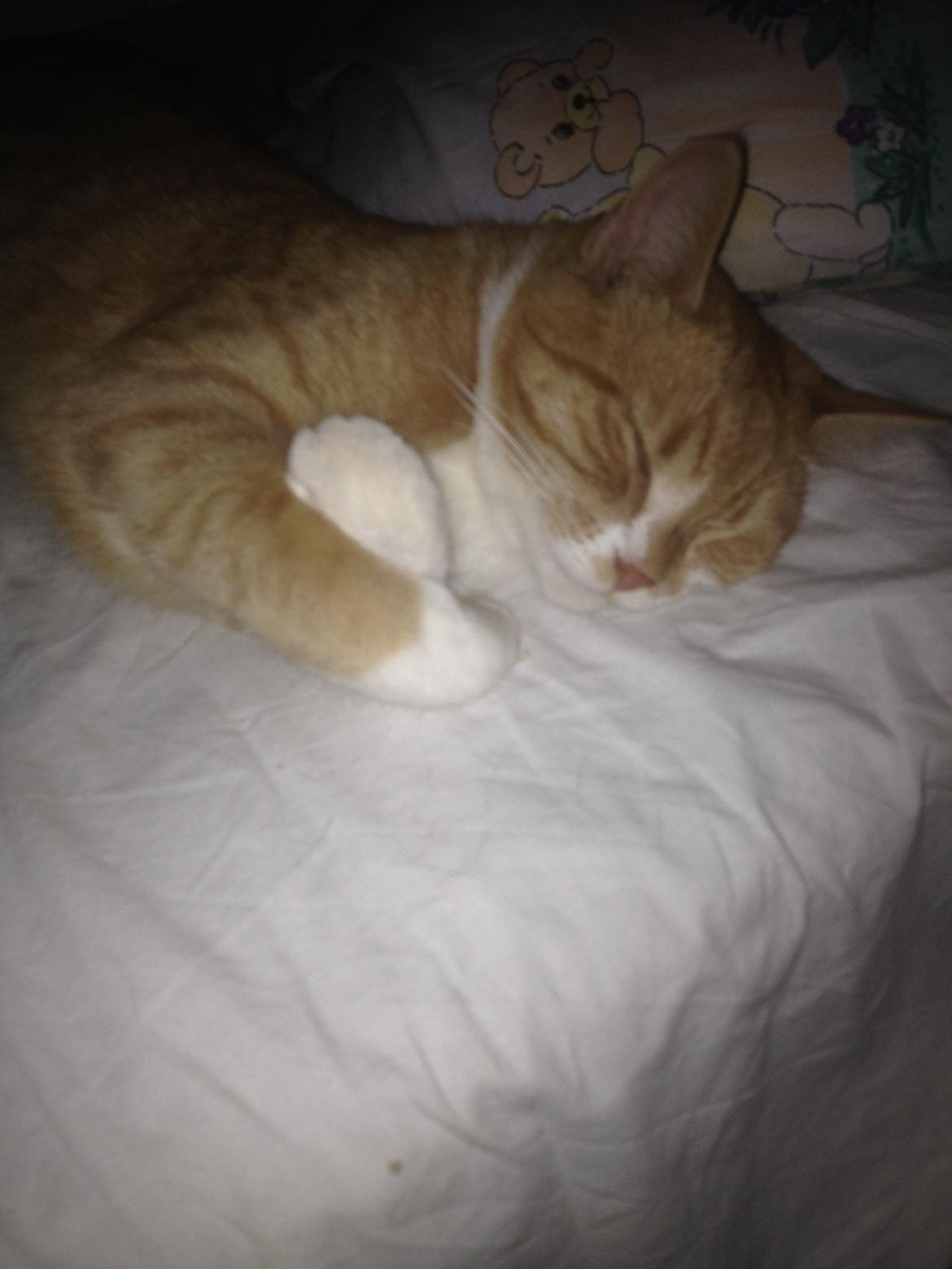 Blanding af racer Baloo billede 22